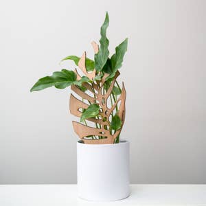 Plant Tape - Pull Your Plants Up - Reusable Plant Tape