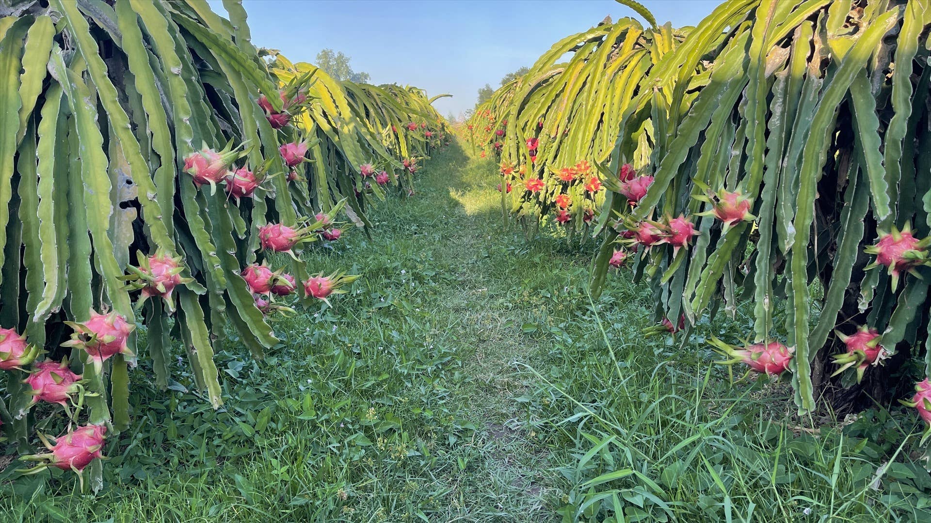 OhFresh Brands - Wholesale Fruit Juice - OhFresh Juice Red Dragon fruit 500 ml (12pk)4