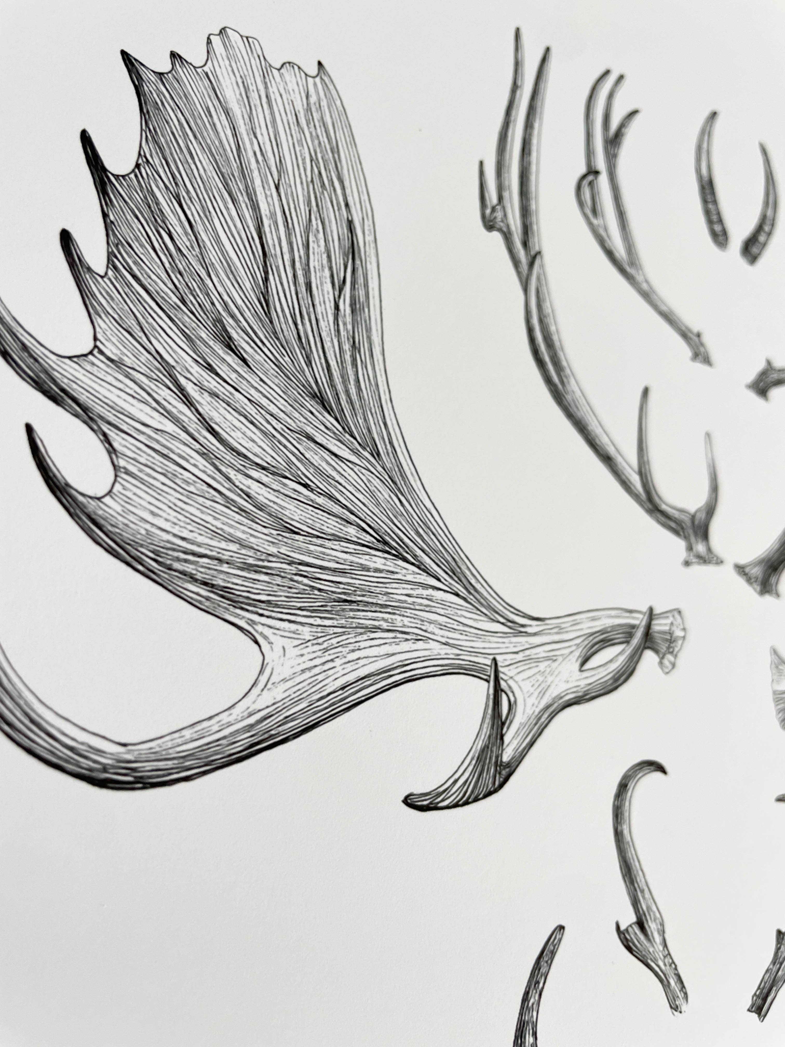 Vanee.ink - Wholesale Art Print - Horns & Antlers Print3