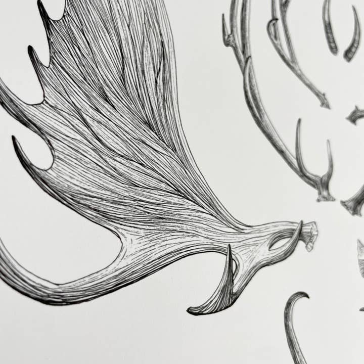 Vanee.ink - Wholesale Art Print - Horns & Antlers Print3