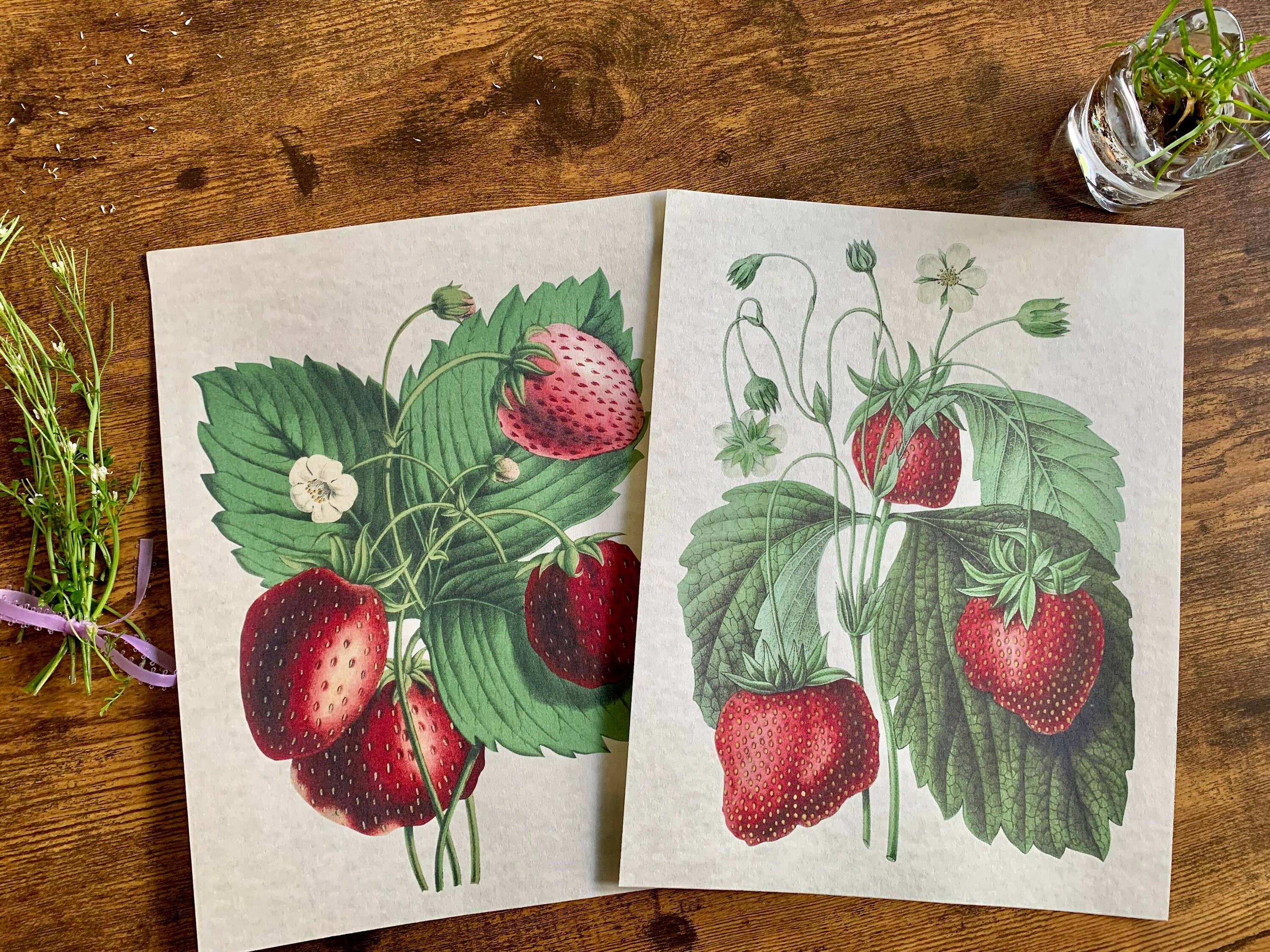 Magnifique Hearts - Wholesale Art Print - Vintage Style Strawberries Art Prints, Wall Decor, 2 Designs5