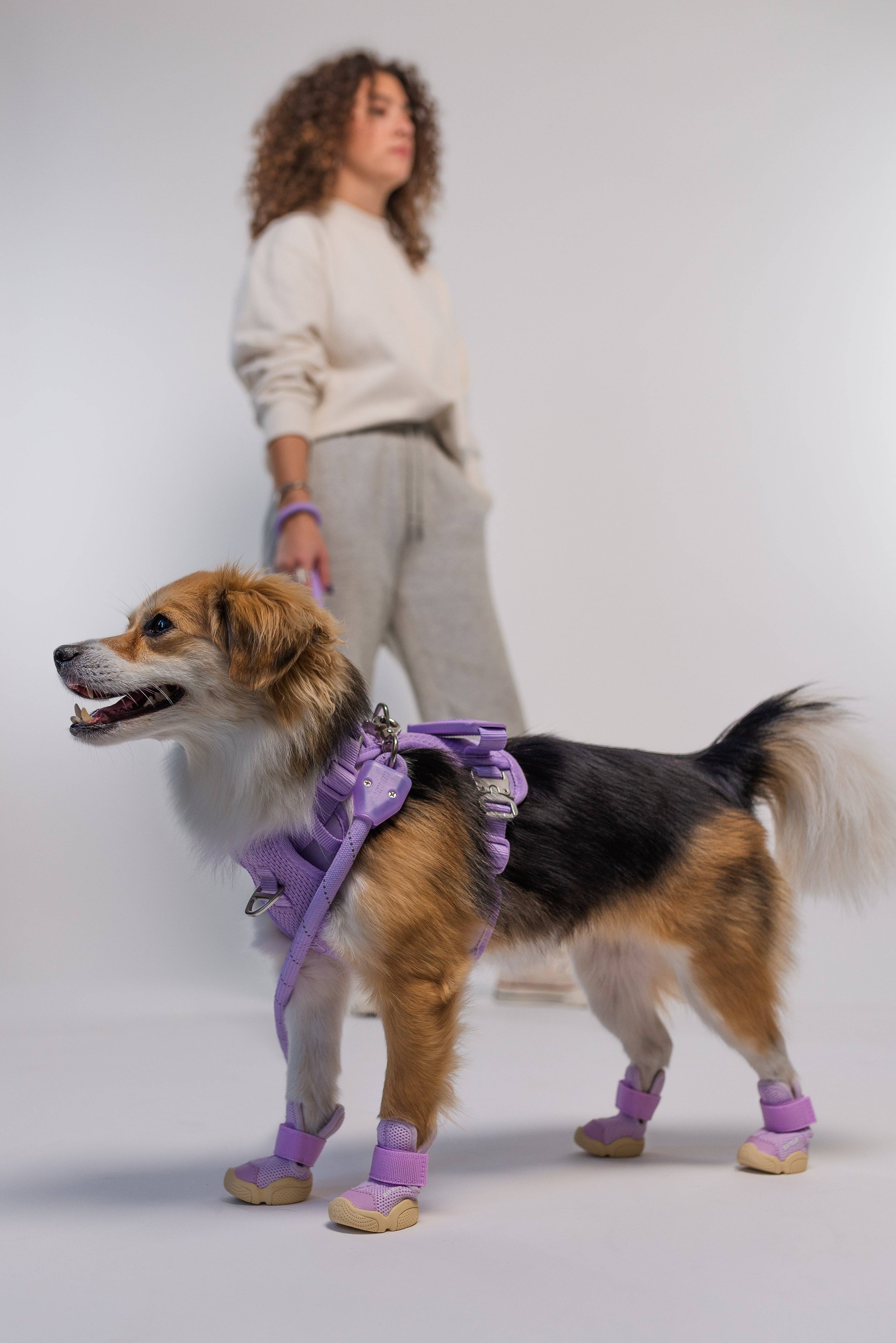 RIFRUF - Vente Bottines – chien - César 14