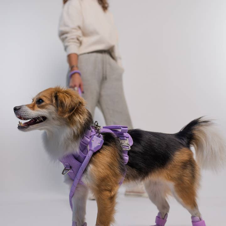 RIFRUF - Wholesale Pet Boots - Dog - Caesar 1 Durable Dog Sneaker with Knitted Mesh24