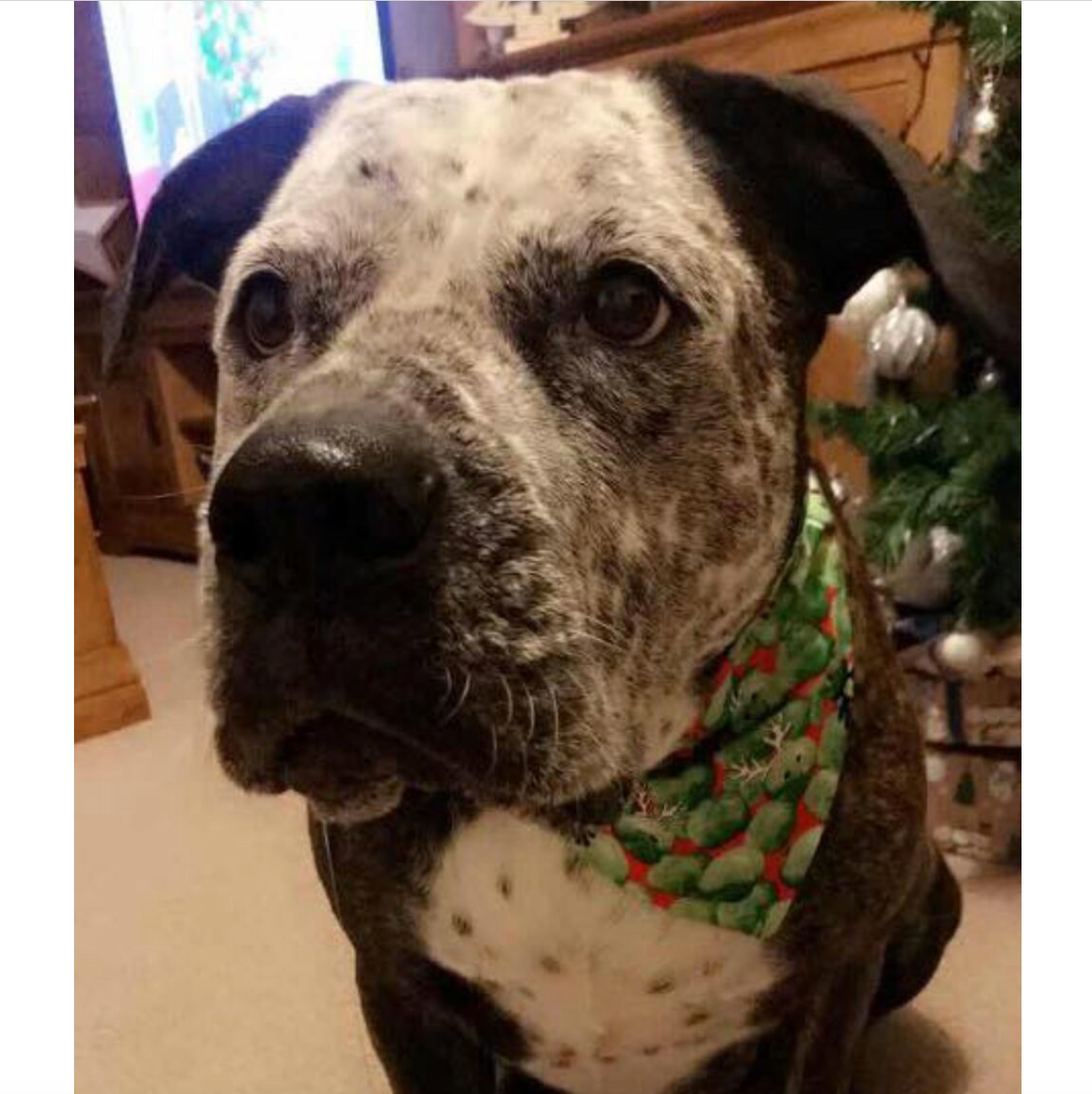 Storms Style - Vente Bandana – chien - Bandanas pour animaux de compagnie Christmas Sprouts - Chien et chat2