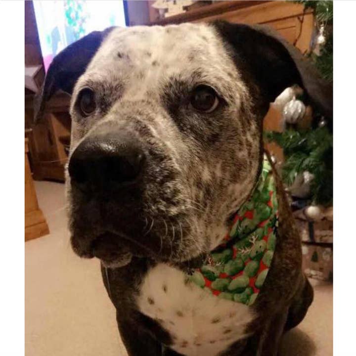 Storms Style – wholesale Pet bandana – Dog – Christmas Sprouts Pet Bandanas - Dog Cat2