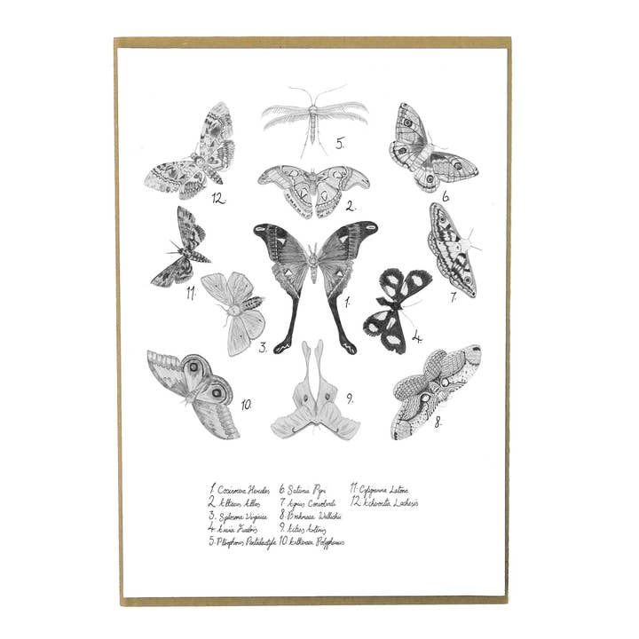 Bison Bindery - Wholesale Art Print - Archaeolepis Moth Art Print