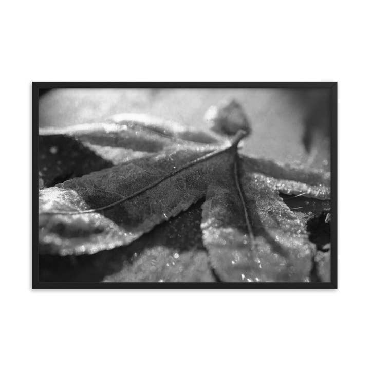 Frost Covered Leaf Black and White Botanical Framed Art for wholesale by Pipa Wall Art & Home Decor
