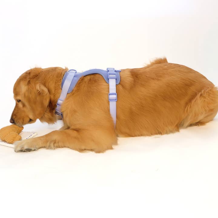 Come Here Buddy - Wholesale Pet plush toy – Dog - Croissant Nose Work Toy / Enrichment Toy2