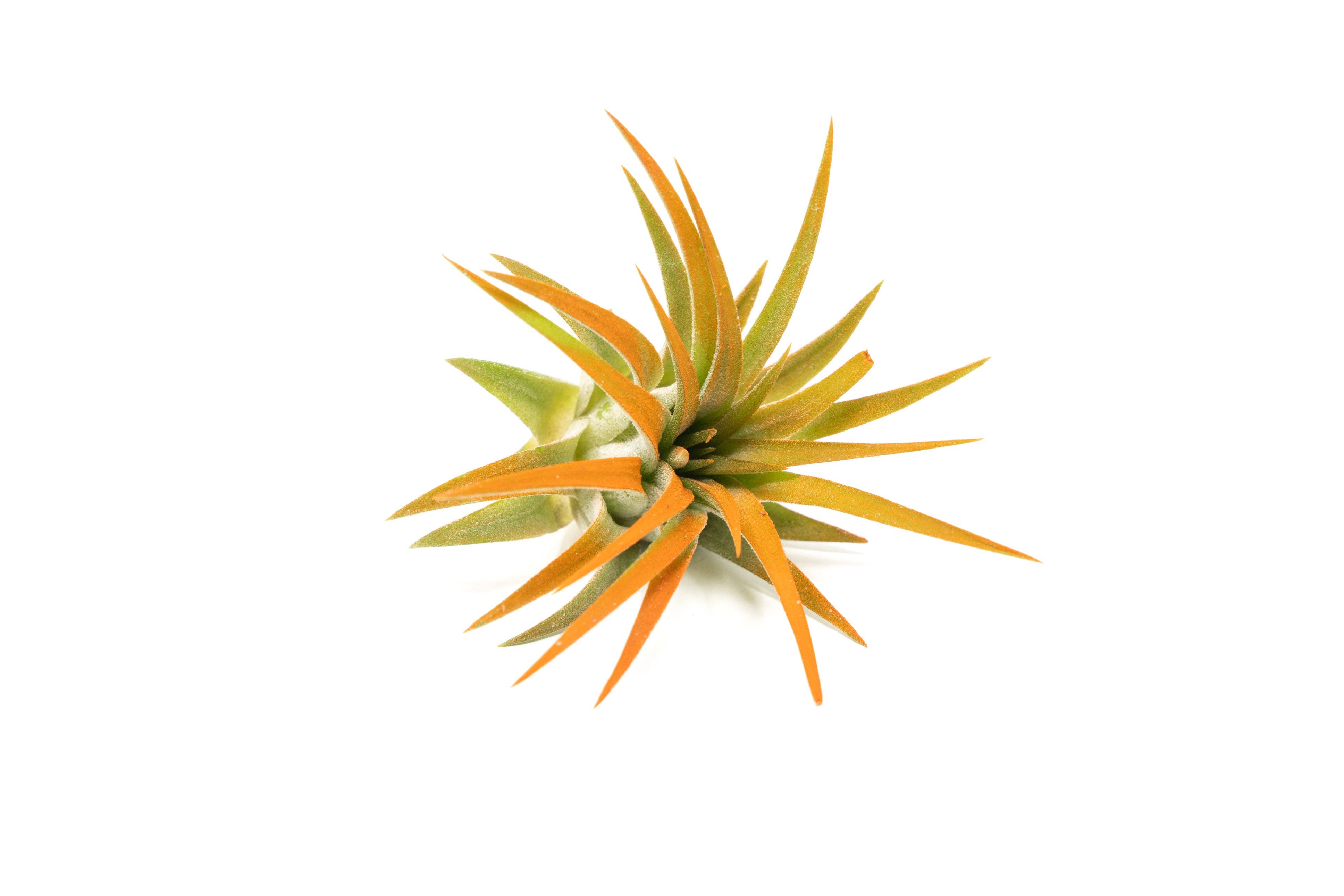 Air Plant Shop - Wholesale Live Plant - Color Enhanced Tillandsia Ionantha Rubra Air Plants18