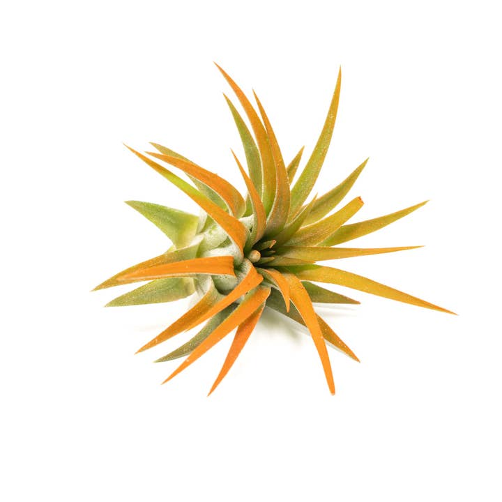 Air Plant Shop - Wholesale Live Plant - Color Enhanced Tillandsia Ionantha Rubra Air Plants18