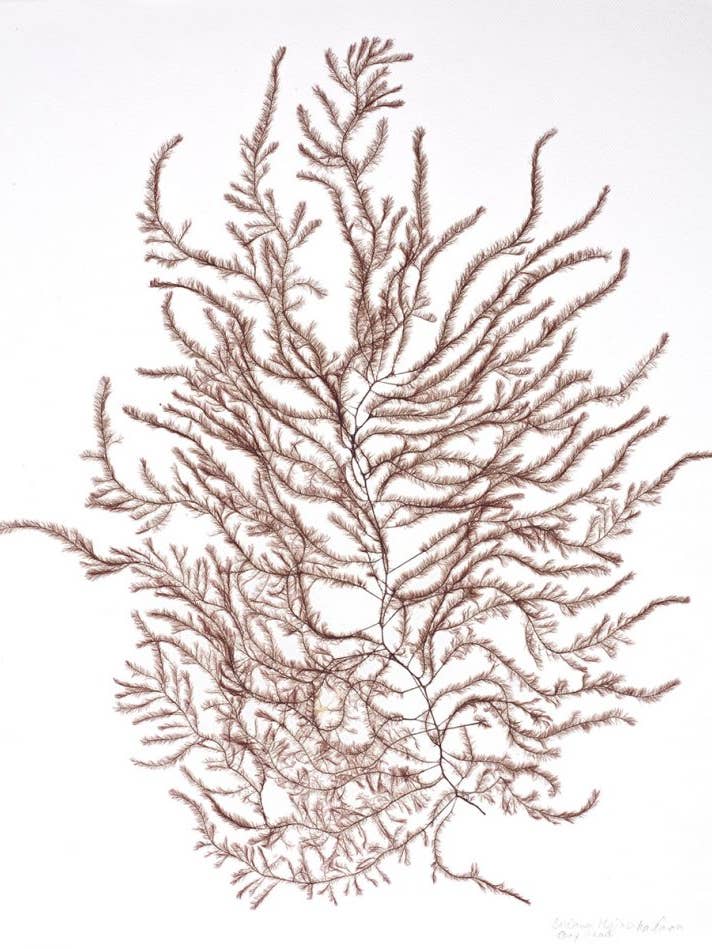 Seaweed Art Cartes de voeux 5x7 #4 pour la vente par Seaweed Artist