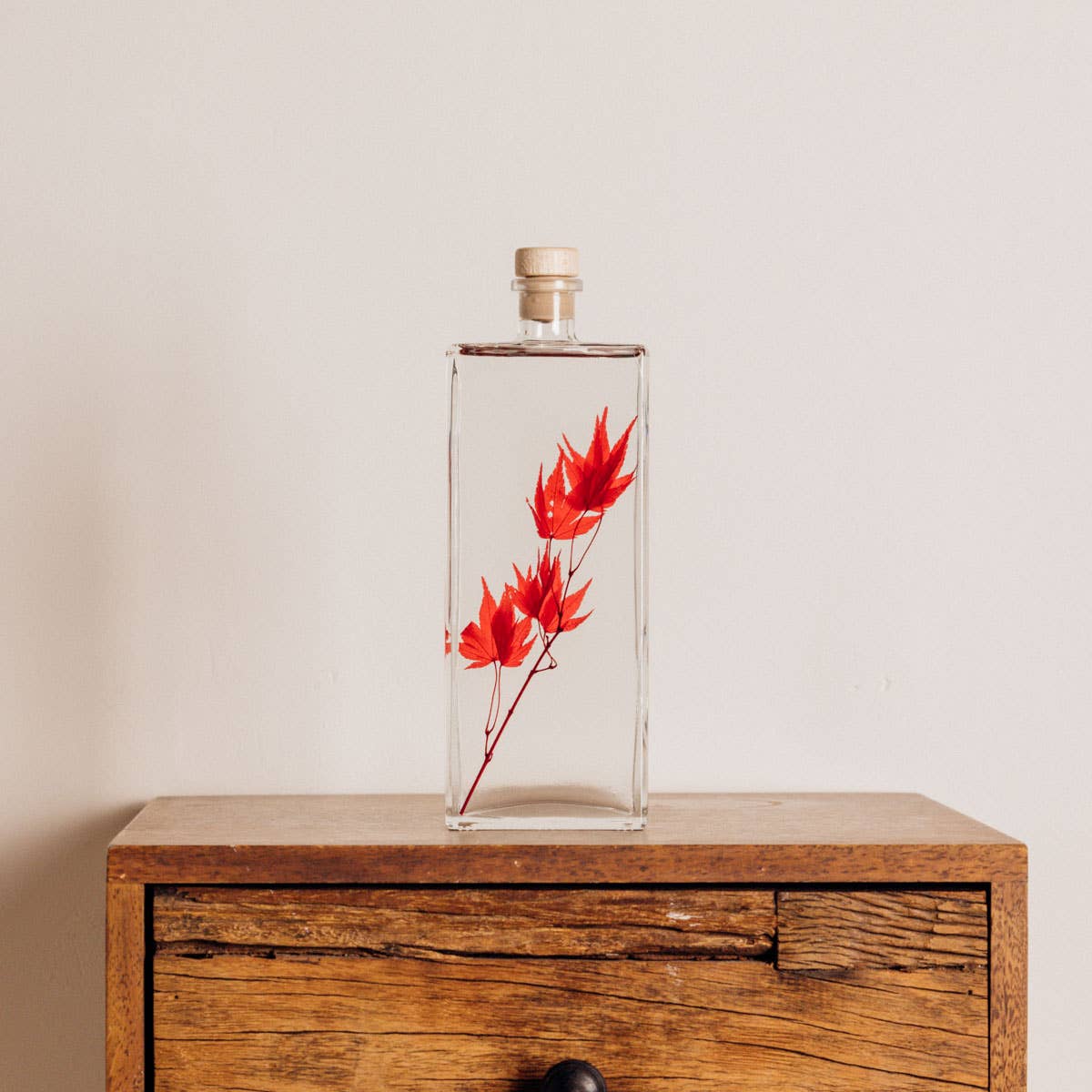 Theophile Berthon - Wholesale Live Plant - Red Maple Herbarium submerged plant4