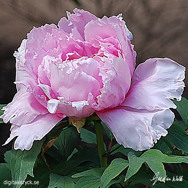 Swedish Dishcloth - Pink Peone for wholesale by Scandinavian Specialties