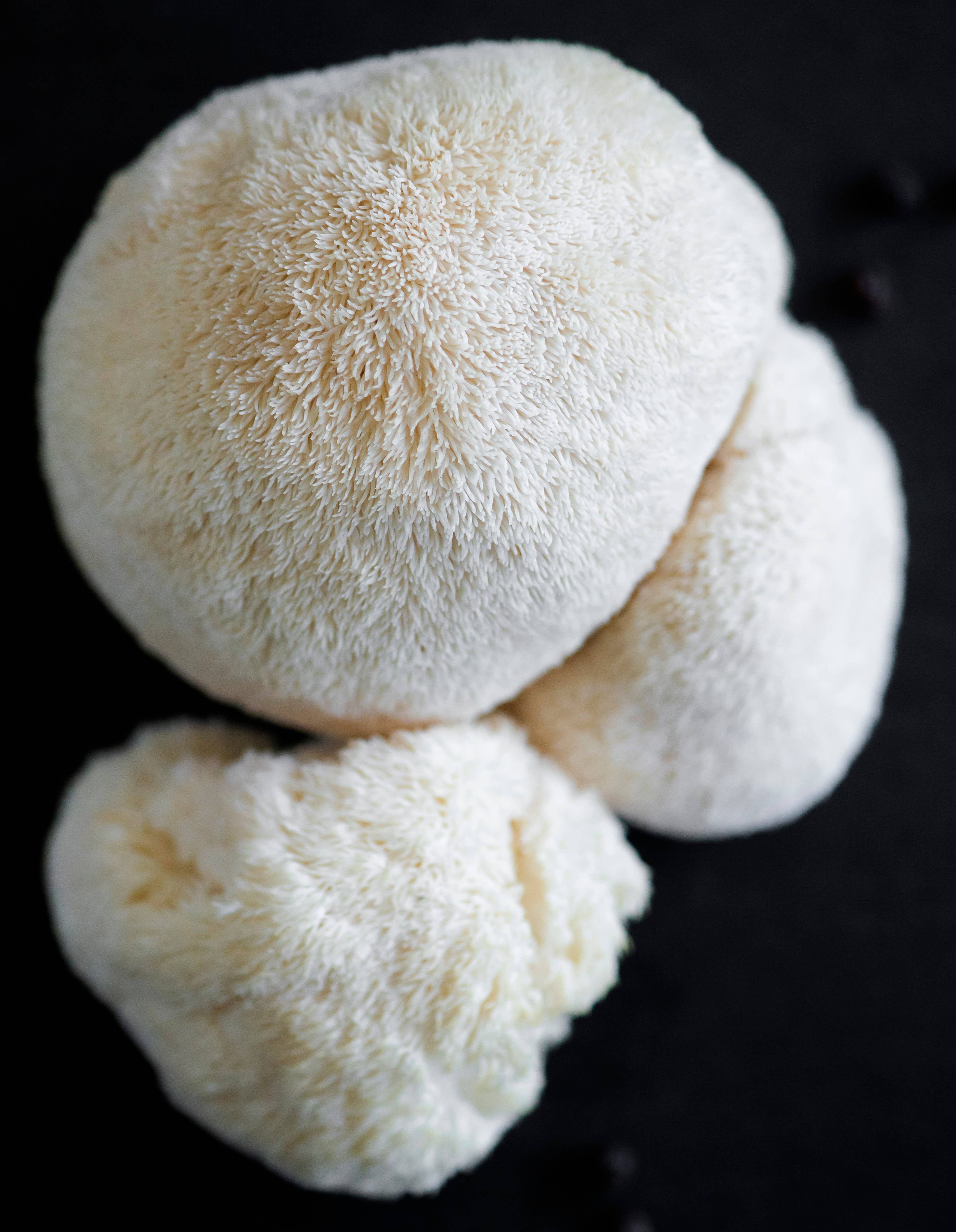 Urban Farm Mushrooms – wholesale Ground coffee – Ethiopian Coffee & Lions Mane extract1