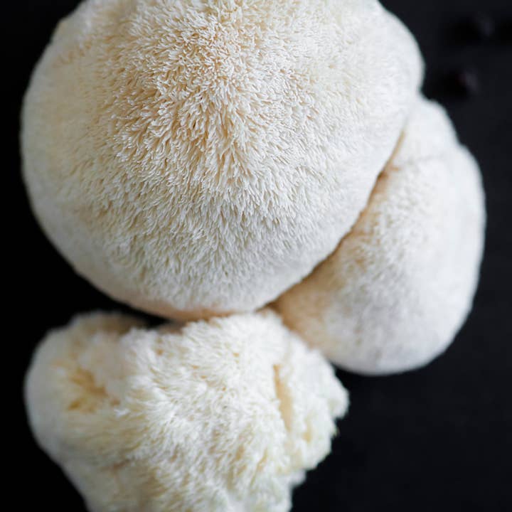 Urban Farm Mushrooms – wholesale Health/detox tea – Ceremonial Matcha & Lions Mane Tea2