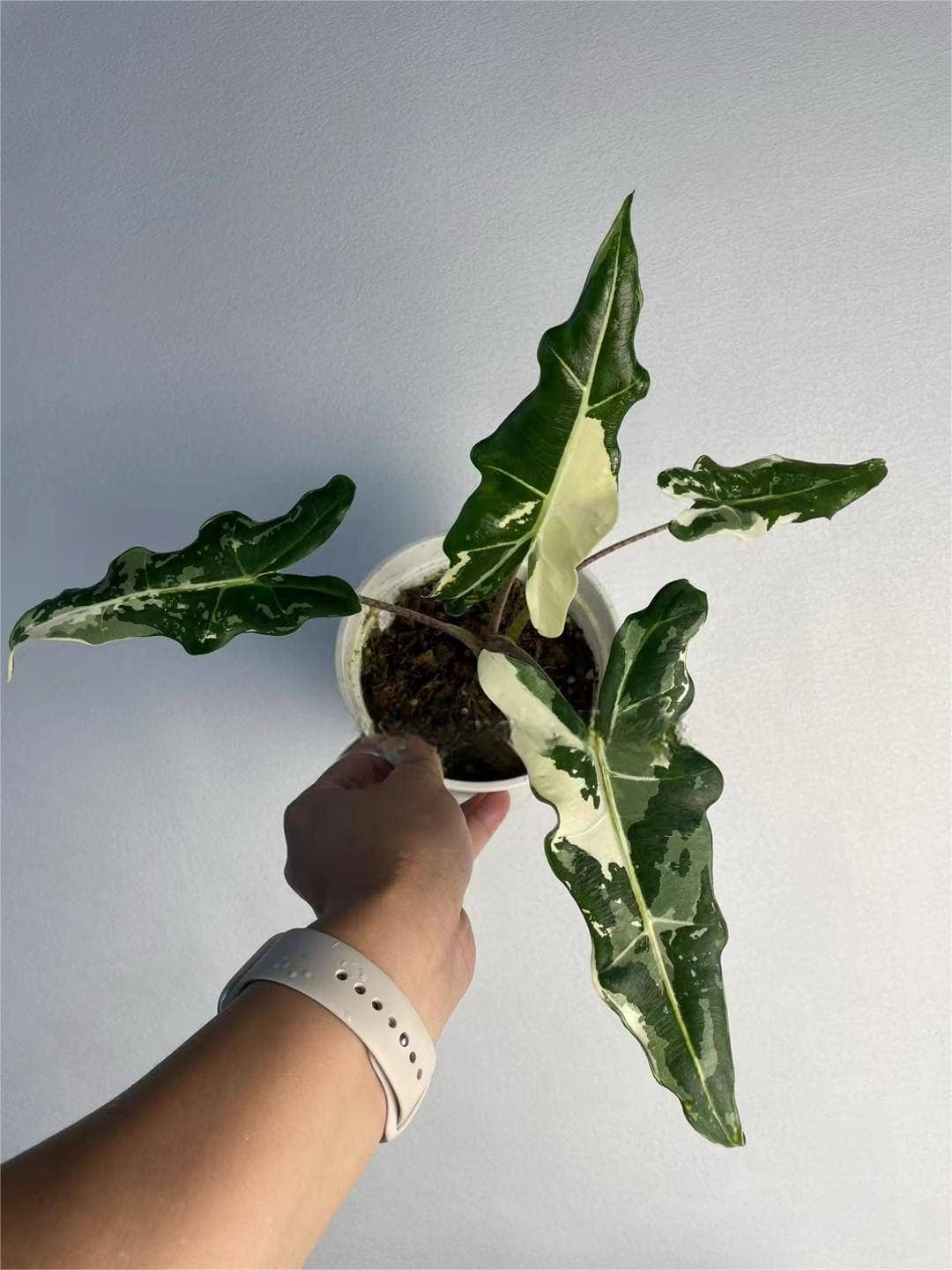 OrchidBox - Wholesale Live Plant - Alocasia "Sarian" variegated TC Plantlet | Rare Houseplant