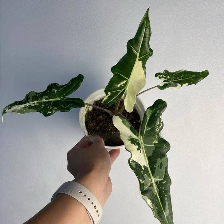 Alocasia "Sarian" variegated TC Plantlet | Rare Houseplant and other Purchase Wholesale spremute d arancia. Free Returns & Net 60 Terms on Faire trending on Faire.