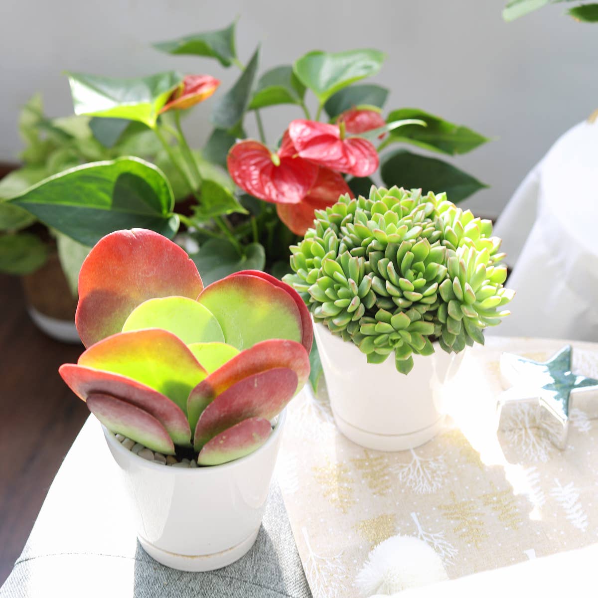 Best Plant Friend - Wholesale Plant Pot - 4 inch White Minimalist Pot with Saucer - Pot for Houseplant3