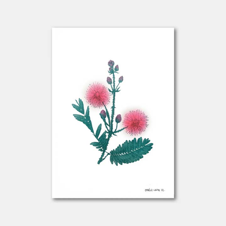 Mimosa Pudica for engroshandel hos Ophelie Lhuire