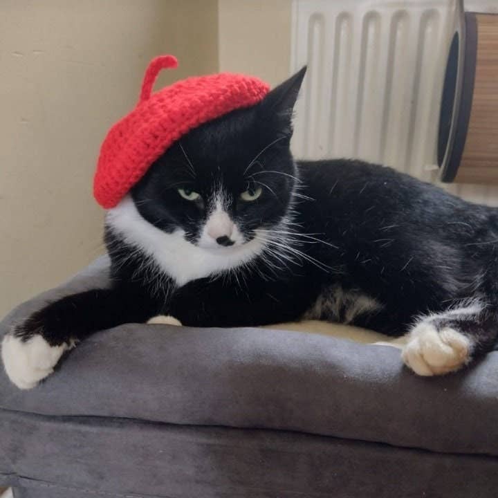 Joli béret pour chat français au crochet, béret pour chatons, cadeau pour propriétaire de chat pour la vente par Anh2 LTD