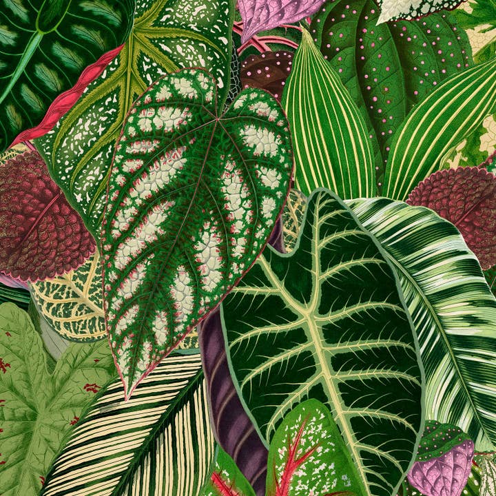 Panaché - Papier peint fantastique pour la vente par Detroit Wallpaper Co.