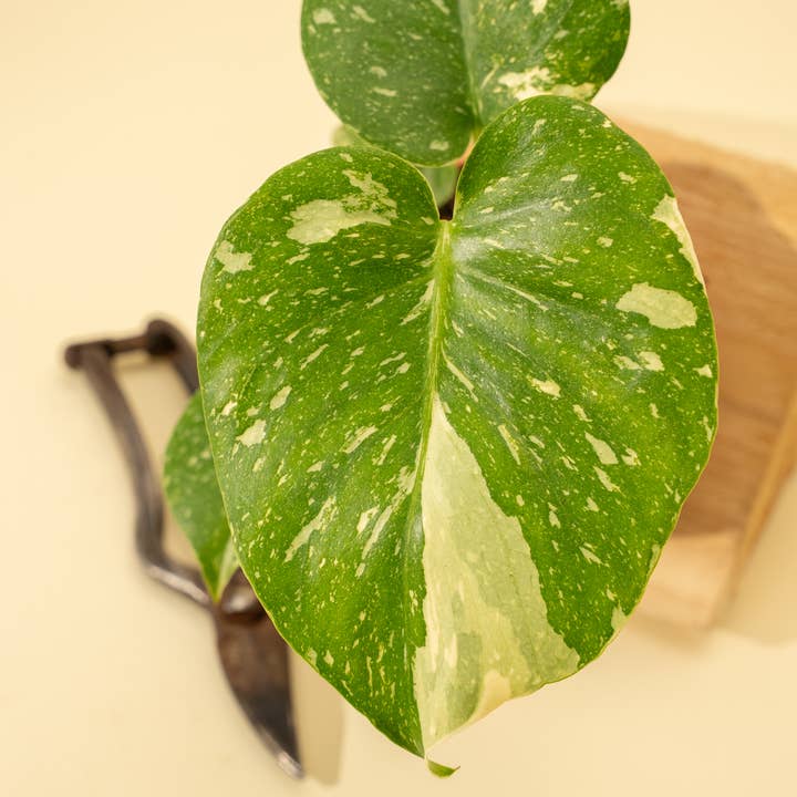 BWH Plant Co - Wholesale Live Plant - 4" Monstera 'Thai Constellation'