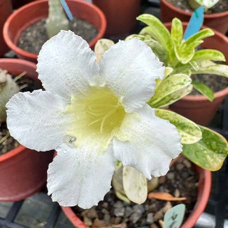 Adenium obesum bareroot | Rare Houseplant for wholesale by OrchidBox