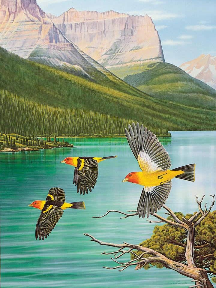 Western Tanagers - Biglietto per appunti per la vendita all'ingrosso da parte di Frame of Mind