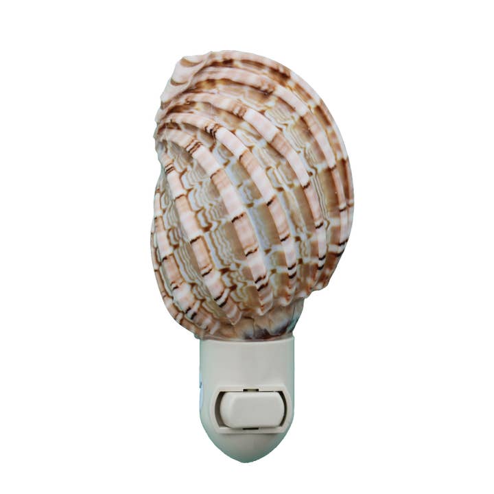 California Seashell Company - Wholesale Night Light - Harpa Seashell Night Light