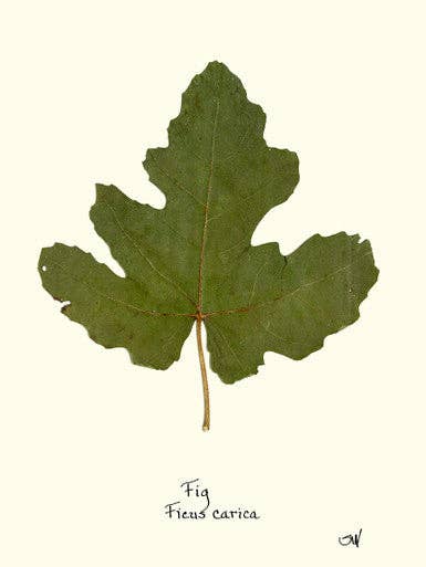 Fig Leaf for wholesale by Homegrown Art Co