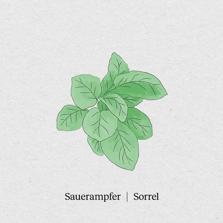 sorrel for wholesale by BerlinGreen