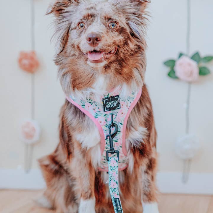 SASSY WOOF - Wholesale Pet Leash - Dog - Dog Leash - Magnolia5