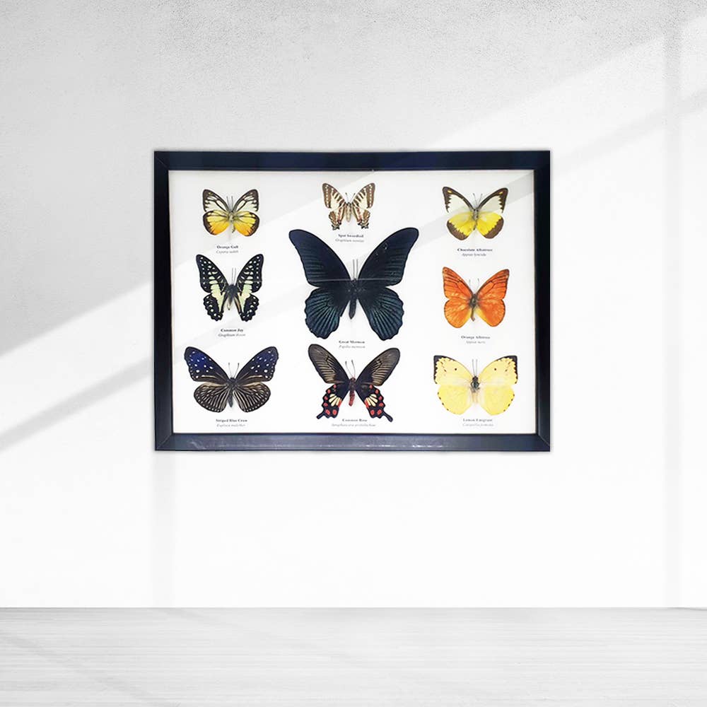 VIE – wholesale Wall Accent – Butterfly Mounted Under Glass, Assorted27