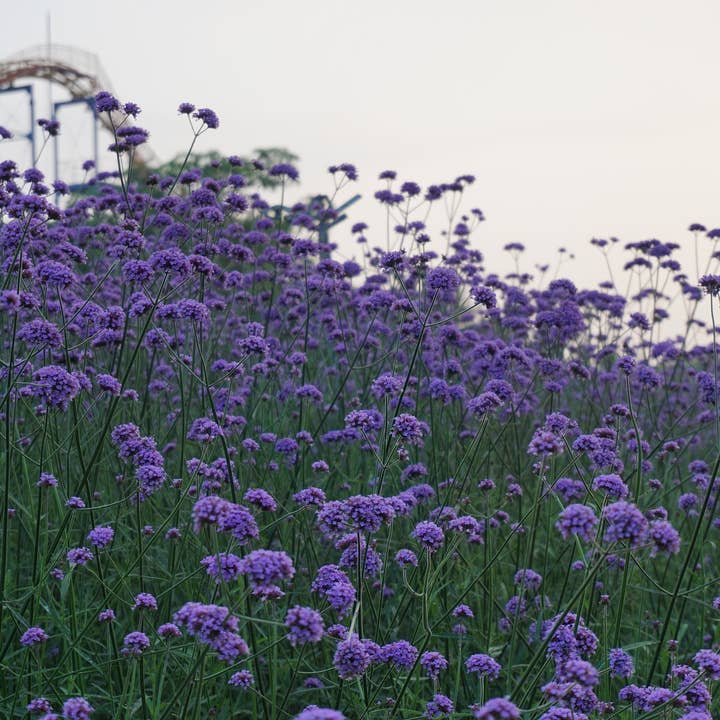 Decker Rd. Seeds - Wholesale Plant Seeds - Purpletop Verbena Flower Seeds