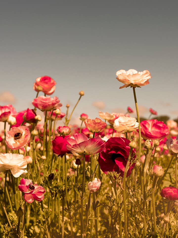 Flora No. 7 for wholesale by Wilder California