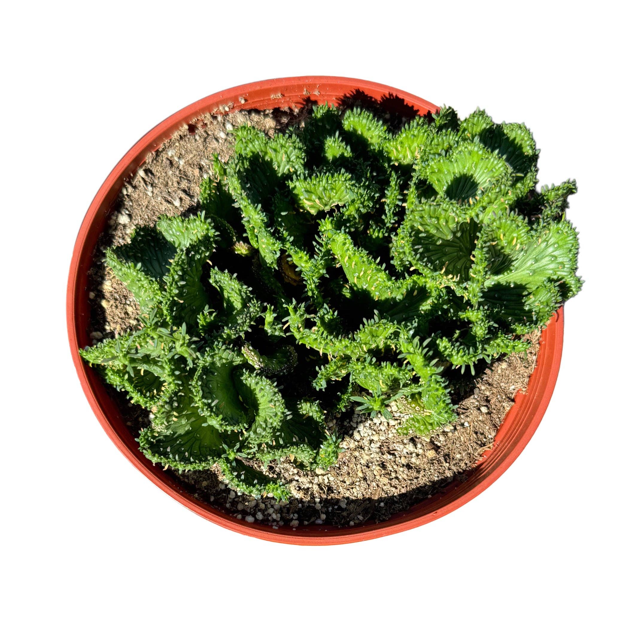 Succulent Wholesale - Wholesale Succulent - Green Coral Crested Euphorbia | 6 inch | Euphorbia flanaganii cristata