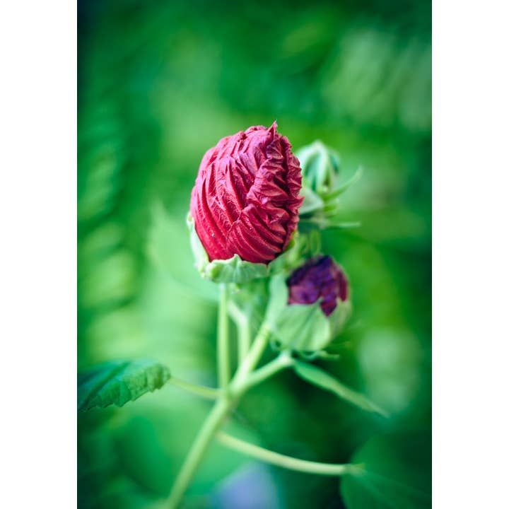 Stampa artistica Pucker up per la vendita all'ingrosso da parte di Christi Kraft Photography