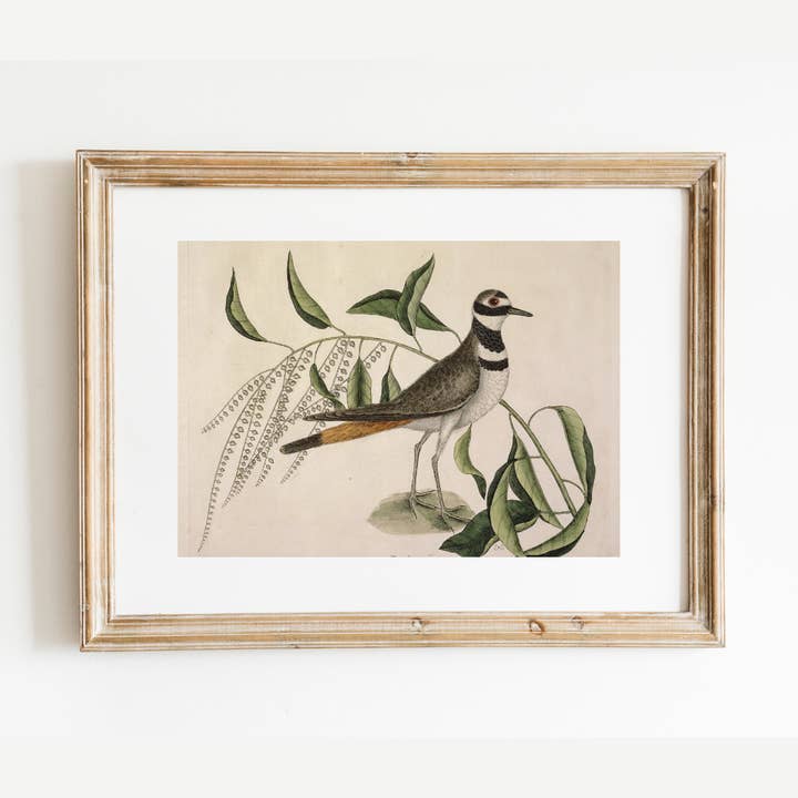 Plover Bird Antique Art Print and other Purchase Wholesale combinaison plongée étanche. Free Returns & Net 60 Terms on Faire trending on Faire.