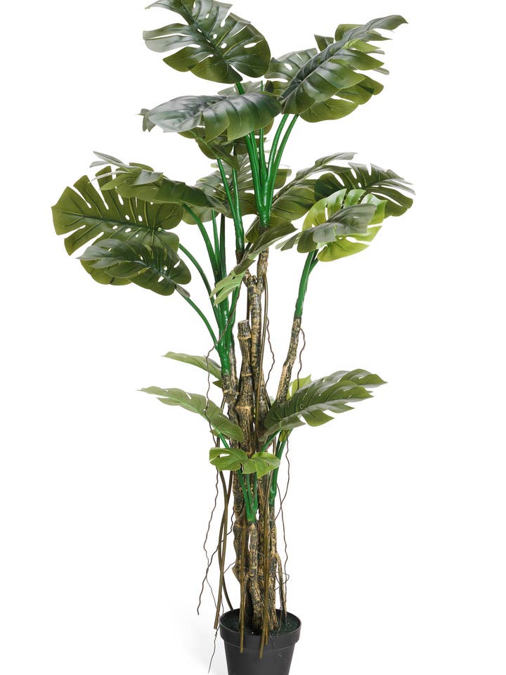 PHYLO TREE 7' - 21HJS para venta al por mayor de Studio Specialties