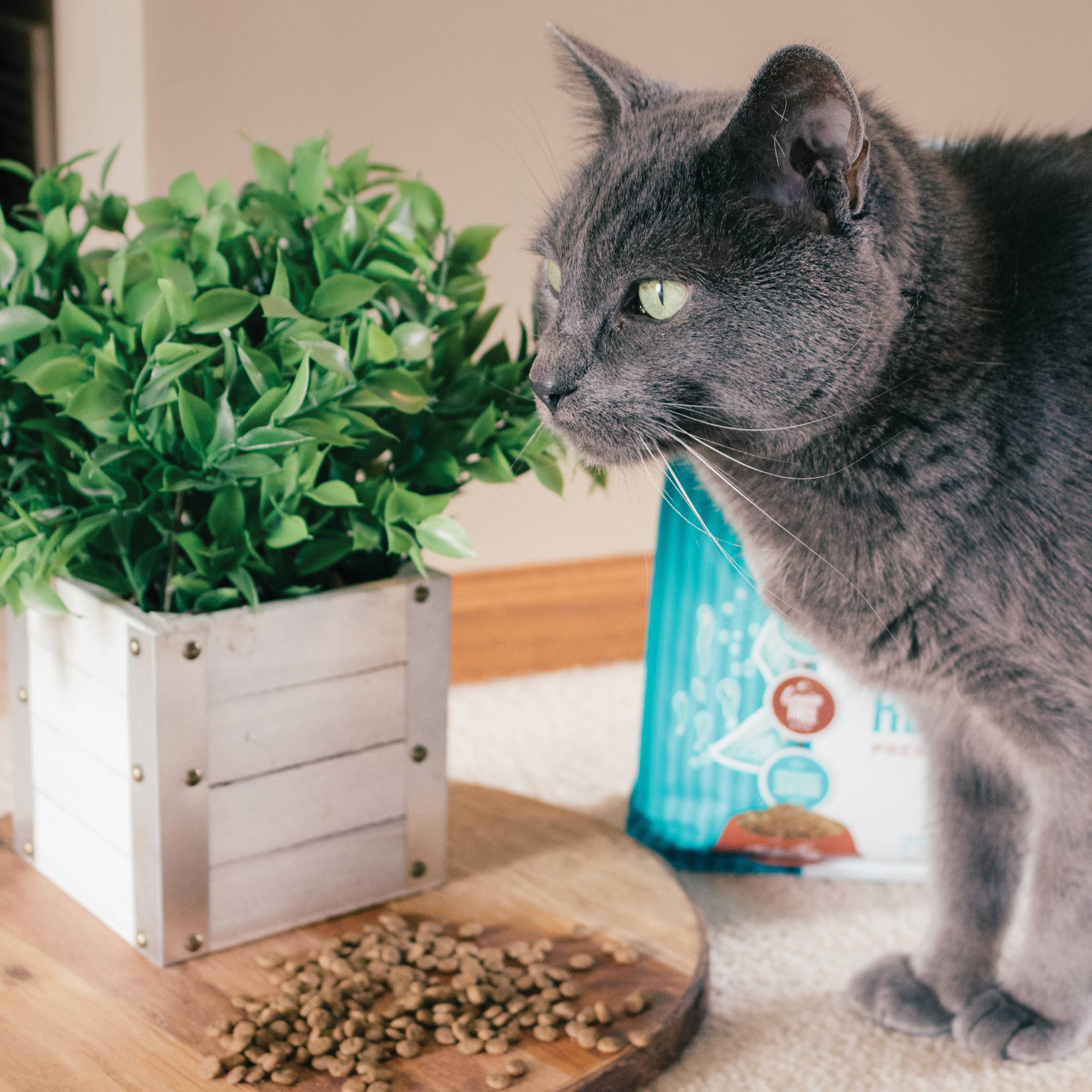 Tender & True Pet Nutrition - Vente Nourriture – chat - Recette de corégone et de pommes de terre Nourriture sèche pour chat5
