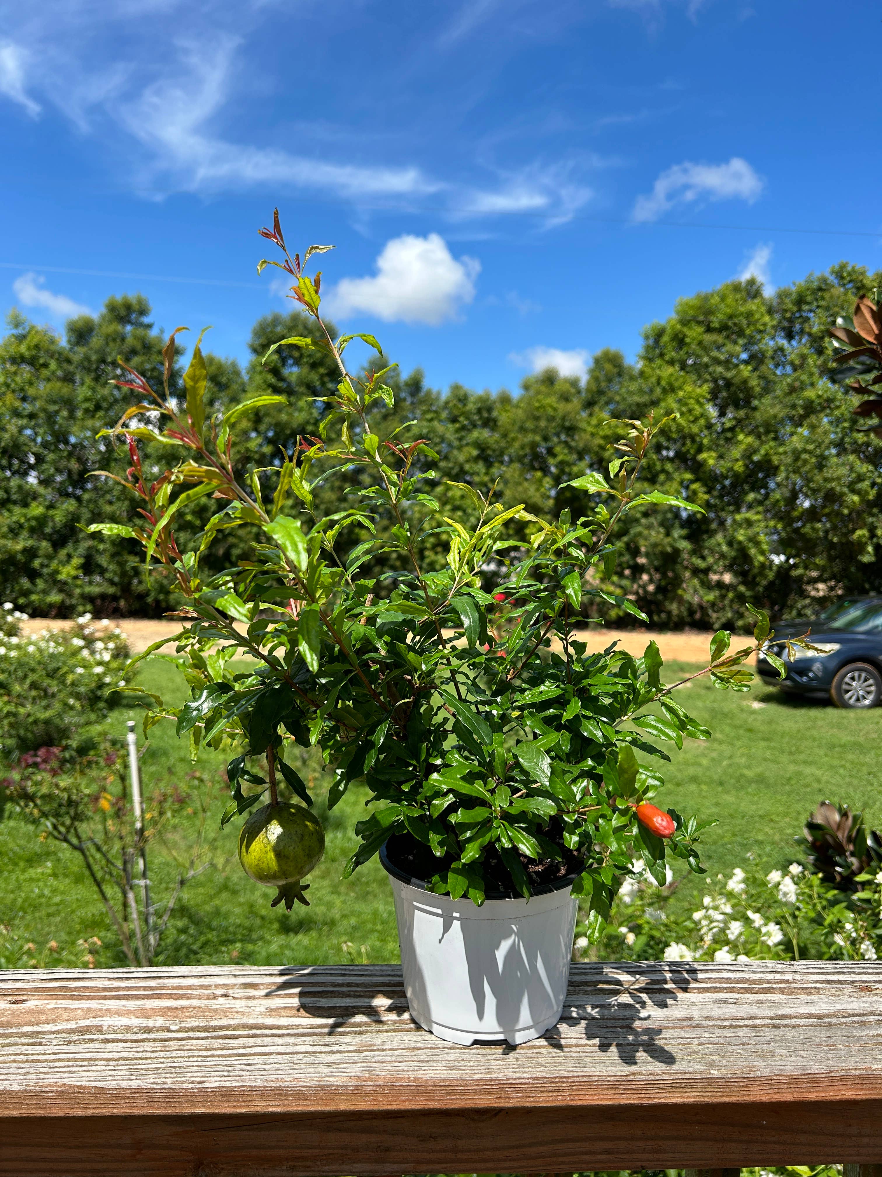 O F Nelson’s - Wholesale Live Plant - 6" 'Wonderful' Pomegranates (Punica granatum)1