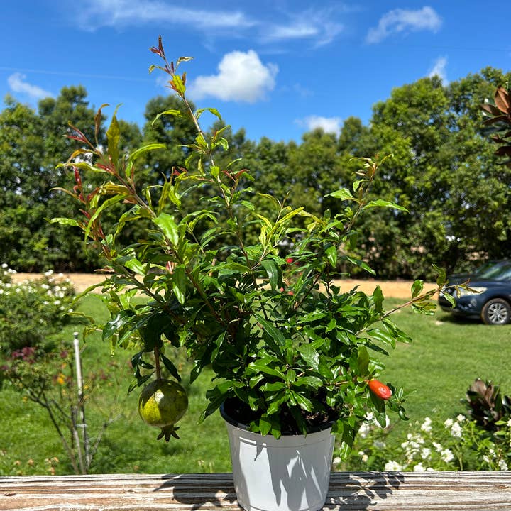 O F Nelson’s - Wholesale Live Plant - 6" 'Wonderful' Pomegranates (Punica granatum)1