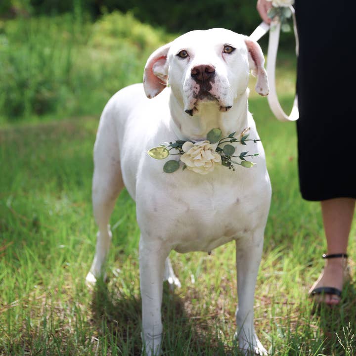 Indy Supply Co - Venta al por mayor Bandana - Perros - Collar de boda con decoración floral para perros | Ring Bearer Dog