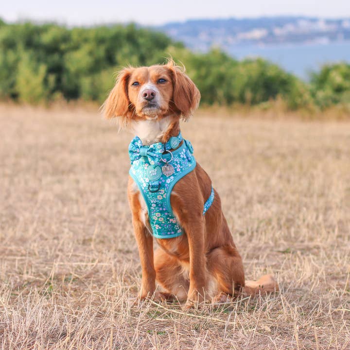 WYLD CUB - Wholesale Pet Harness - Dog - Adjustable Dog Harness: Notting Hill Mint30