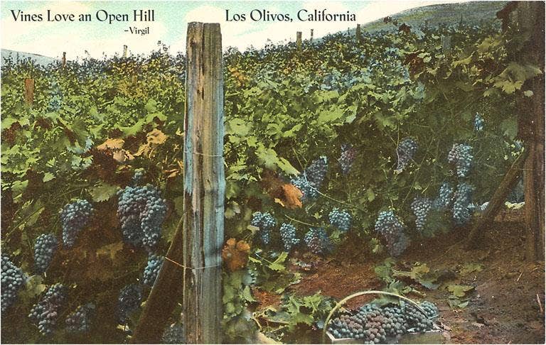 Found Image Press - Wholesale Postcard - Postcard CA-730 Vineyard, Los Olivos0