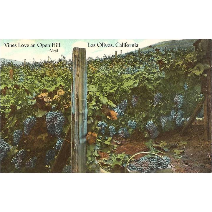 Found Image Press - Wholesale Postcard - Postcard CA-730 Vineyard, Los Olivos