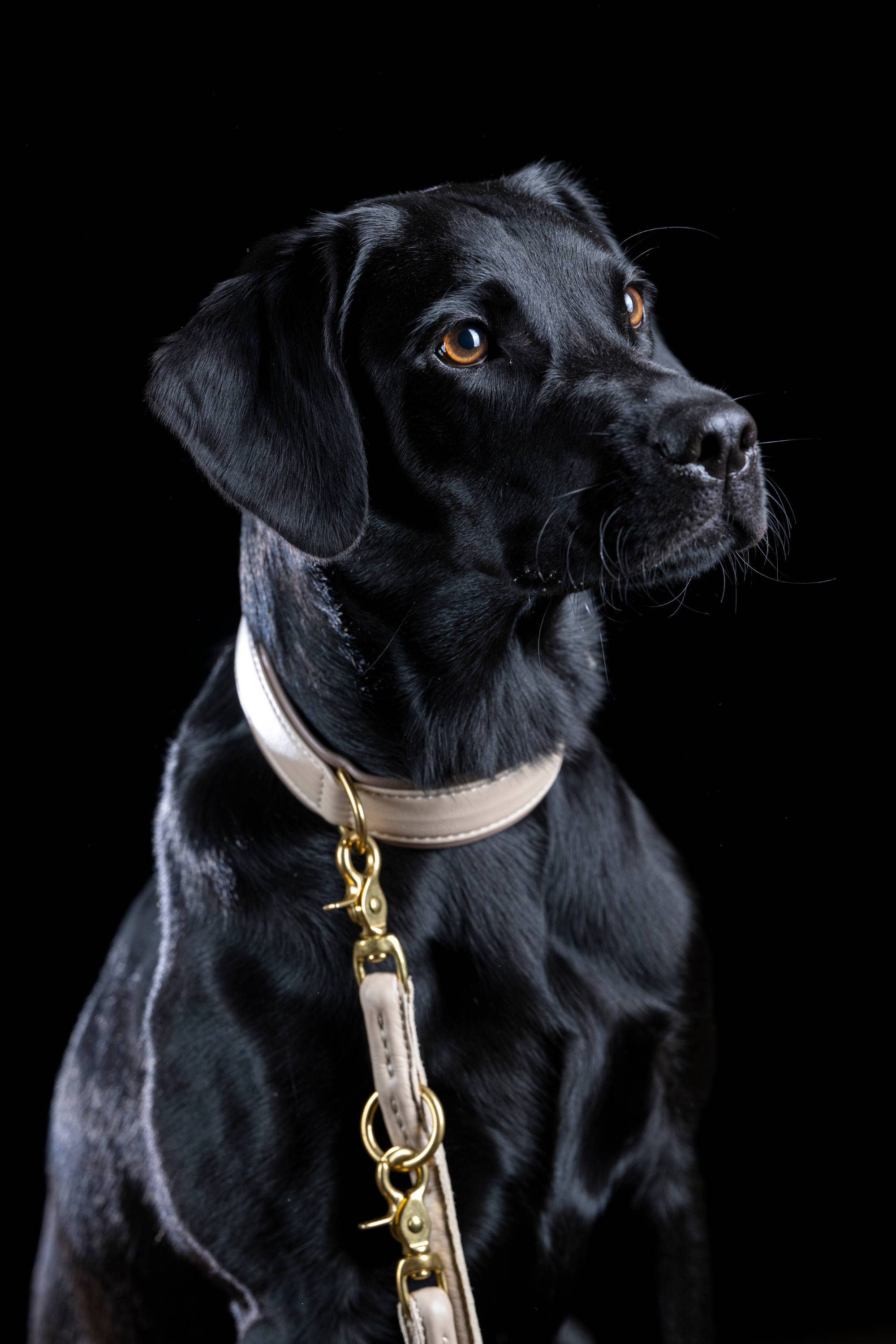 IVORY AMICI Dog Collar for wholesale on Faire4