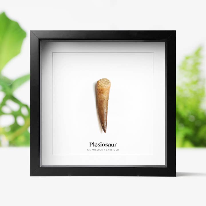 Dinosaur Plesiosaur Tooth Real Fossil Box Frame for wholesale by Curated Studio