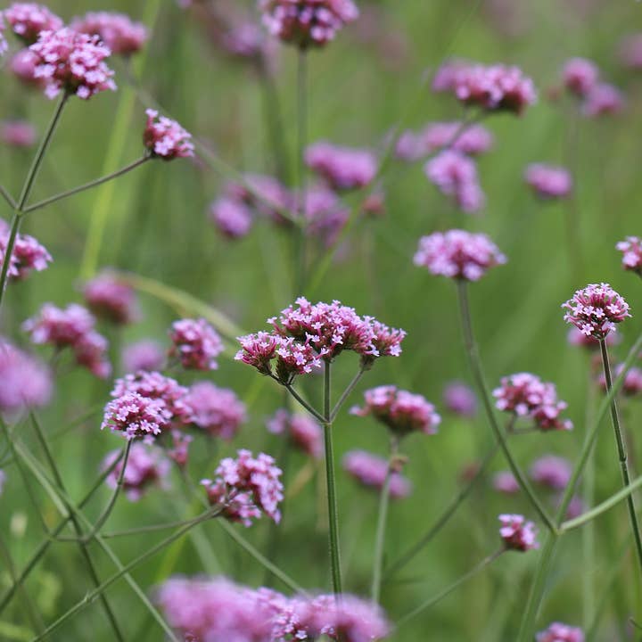 Decker Rd. Seeds - Wholesale Plant Seeds - Purpletop Verbena Flower Seeds