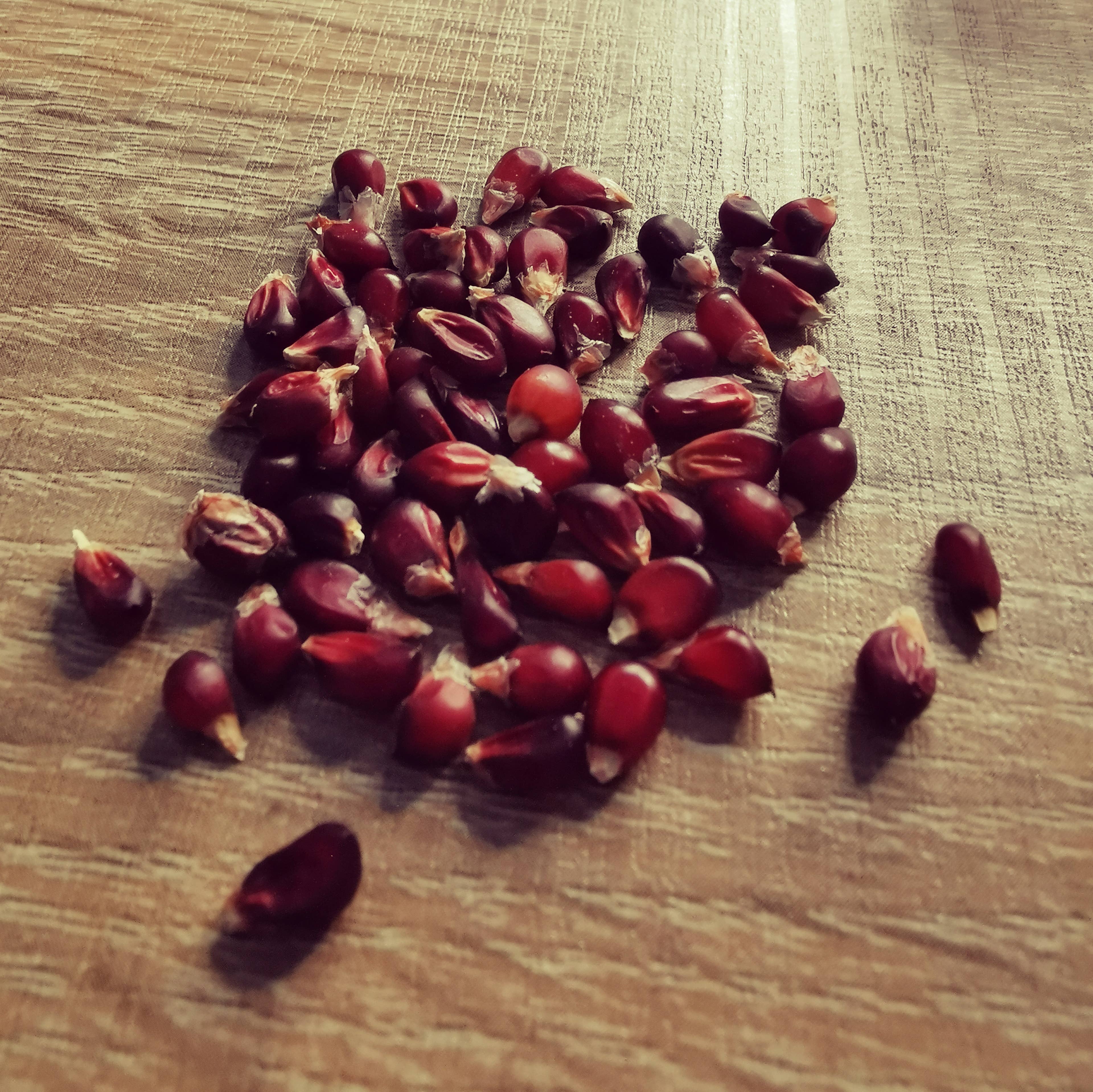 New Leaf Nurseries – wholesale Plant seeds – Sweetcorn 'Strawberry' Seeds0